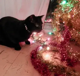 Cómo evitar accidentes con tu gato y el árbol de Navidad