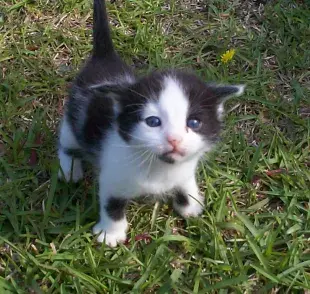 Cuidados básicos para tu nuevo gatito: ¡Empieza con el veterinario!