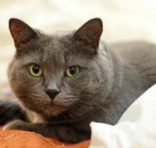 El gato cartujo, también conocido como la Chartreux.