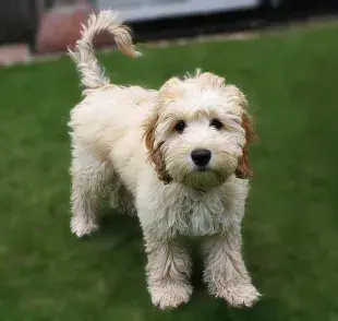 Pubertad en perro: ¿Cuándo y cómo sucede?