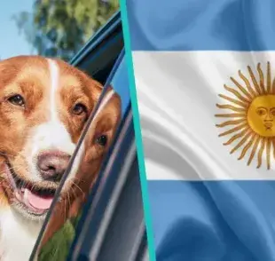 Guarderías para mascotas en Argentina