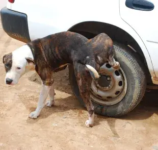 Evitar que perro orine dentro de casa es más sencillo de lo que crees