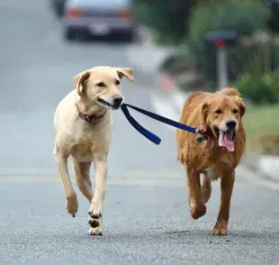 Cómo evitar que tu perro se jale de la correa con premios