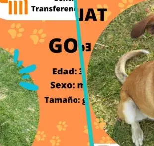 Adopta perritos del metro CDMX, ¡ven por tu amigo!