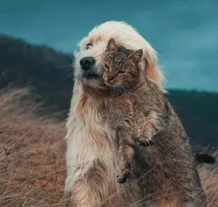 Los perros y los gatos demuestran su amor de diferentes formas.