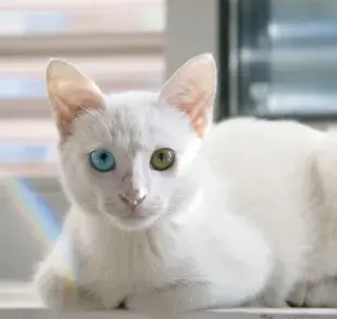 Gatos blancos 