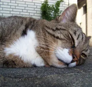 Toxoplasmosis en gatos: guía rápida sobre sus efectos