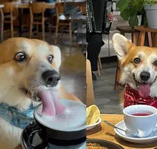 El capuccino para perros, también conocido como puppuccino, es una bebida hecha a base de crema batida sin azúcar. Foto Inst