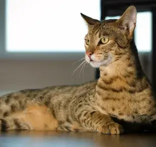 Gato Ashera: ¿La mascota más exclusiva?