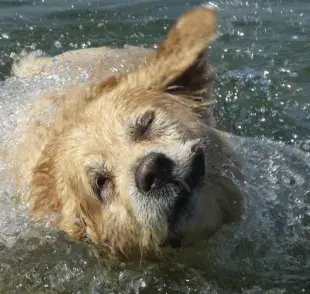 ¿Por qué algunos perros no pueden nadar?