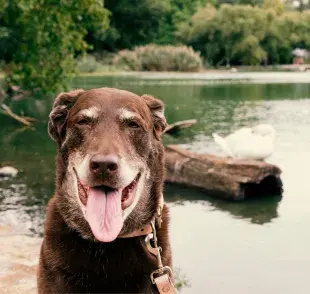 Un factor importante en la solitud de los animales mayores es el deterioro cognitivo.