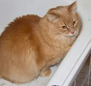 Descubre la razón por la que tu gato orina en todos lados