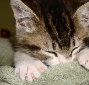 ¿Por qué los gatos amasan la cobija, qué significa?