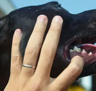 ¿Qué significa el color de las encías de los perros?