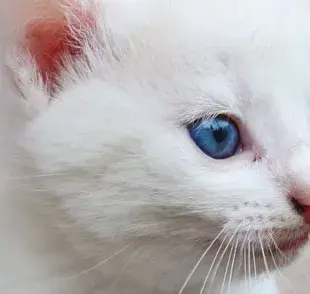 ¿Todos los gatos nacen con ojos azules?