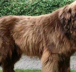 5 razas de perros grandes y peludos que seguro amarás