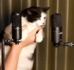 Tu gatito podría hablar palabras humanas. 😸🗣️
