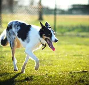 Los perros pueden desarrollar alergia al pasto debido al acceso de polen.