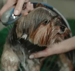 Bañar a tu perro en casa es sencillo; no olvides el shampoo especial.