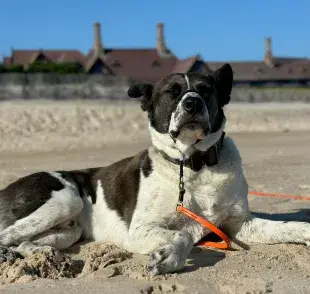El sol es importante para los perros, pero así no es como obtienen la vitamina D.