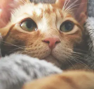 Los gatos tienen una visión de 200 grados. Los humanos de 180.