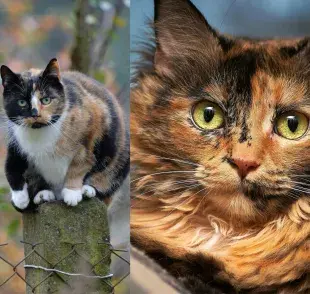 Hay más diferencias entre los gatos Carey los Cálico que el color.