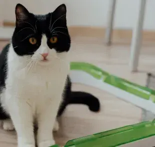 La caspa le provoca comezón a tu gato.