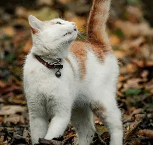Un gato macho en celo maúlla mucho y marca territorio.