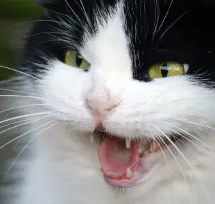 Una de las principales causas por las que un gato se arranca el pelo es una afección médica subyacente.