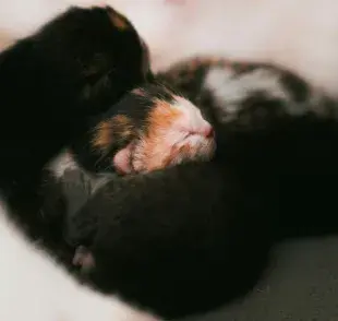 Es un fenómeno extraño, pero hay gatos que sí se comen a sus crías. 