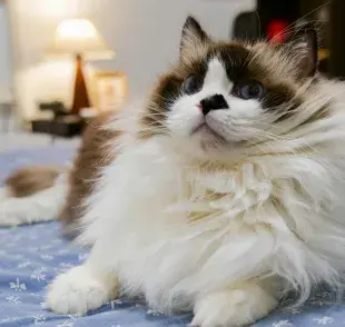 A los gatos también les da hipo como a los humanos, pero no es tan común.