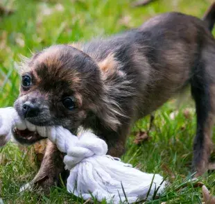 Jugar 15 minutos con tu perro puede mejorar su salud (y la tuya).