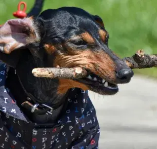 Recuerda invertir en juguetes para perros de calidad. 