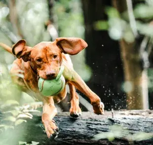Los juguetes con sonido sí pueden afectar el oído de tu perro.