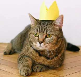Los gatos pueden vivir más de 15 años y con los cuidados correctos, más.