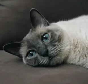 Nombres favoritos para gatas siamés que te encantarán