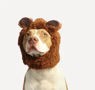 Las orejeras pueden ayudarle a tu perro a no estresarse por el ruido. 