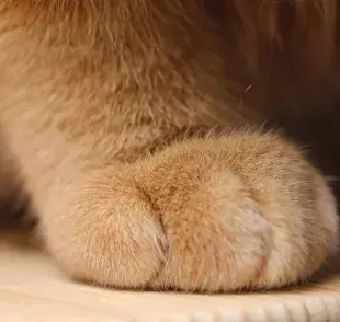 La hinchazón de la pata de tu gato puede ser por un problema articular.