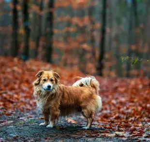 Existen razas como los border collie que tienen un mejor radar para ubicar su casa.