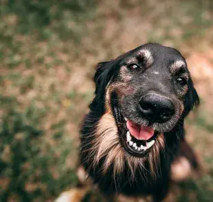En ocasiones, los perros estornudan cuando están emocionados o mientras juegan. 