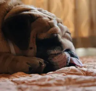 La acepromacina es un sedante frecuentemente utilizado para reducir la ansiedad en perros y gatos. 
