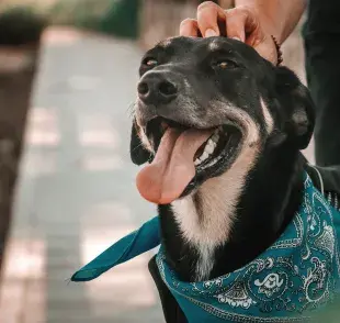 Estos collares están diseñados para liberar sustancias que ayudan a relajar al perrito.