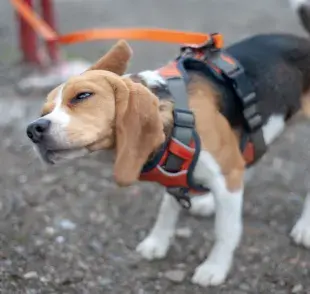 Los movimientos repetidos de cabeza en un perro suelen ser una respuesta a molestias.