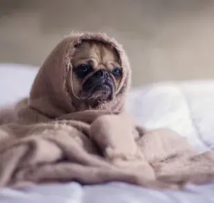 La neumonía puede afectar más a cachorros, perros mayores o aquellos con sistemas inmunitarios debilitados. 