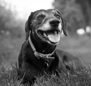 El entorno donde vive tu perro influye directamente en su felicidad y bienestar.