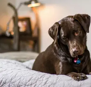 Los perros no deben dormir en la tierra o en el suelo, pues eso les lastima las articulaciones.