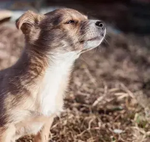 Los perros sí pueden oler el miedo y otros sentimientos de los humanos.