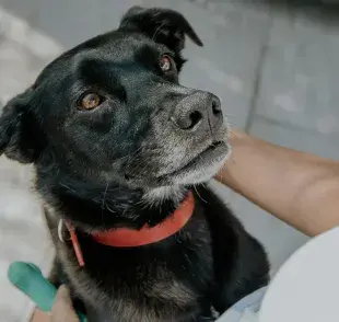 Los perros criollos viven más años gracias a su genética.