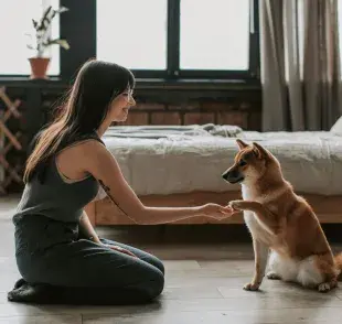 Los Basenji no ladran, pero vaya que son comunicativos.