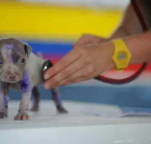 ¿Con qué frecuencia se desparasita a un perro?
